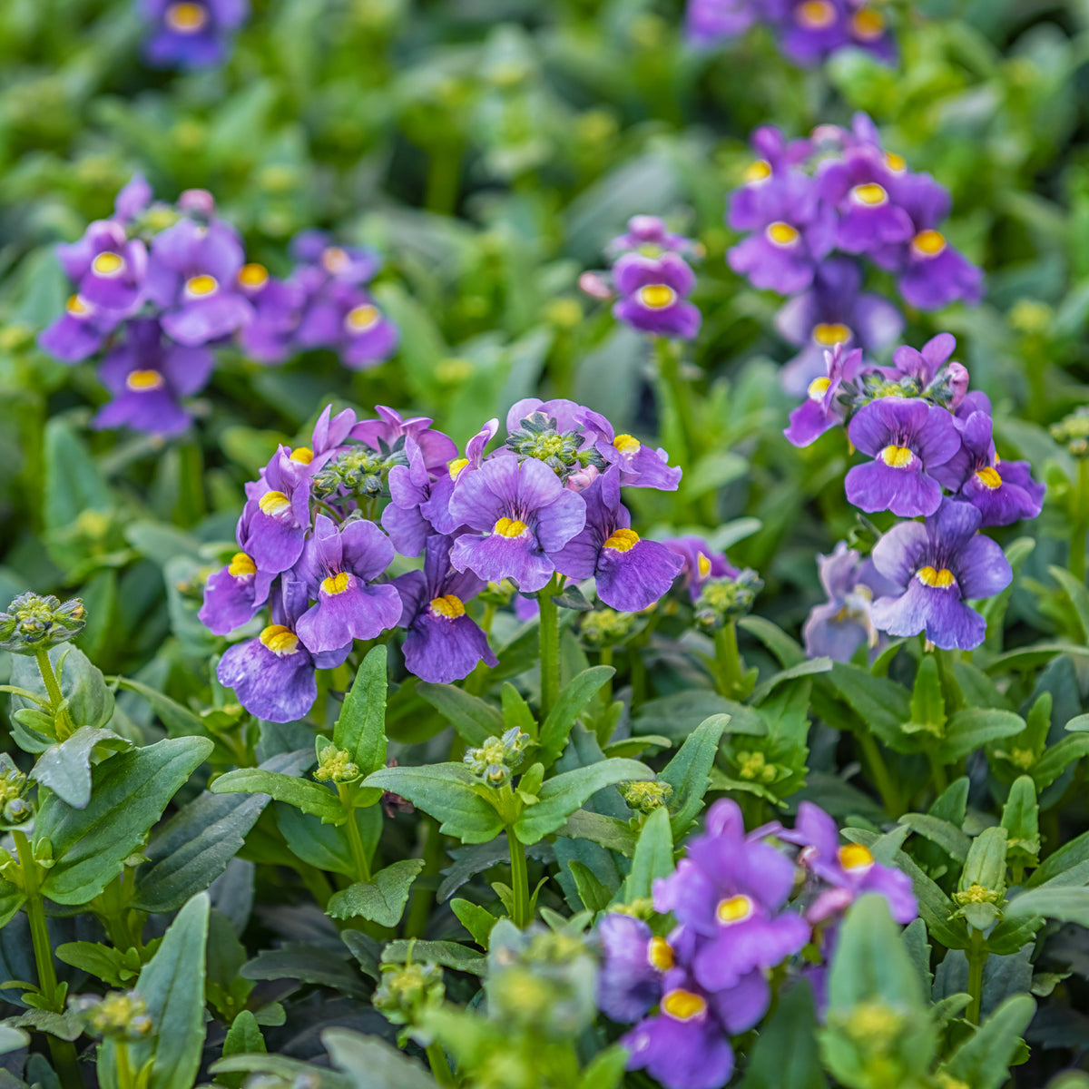 Némésie Bleue - Nemesia blue - Bakker