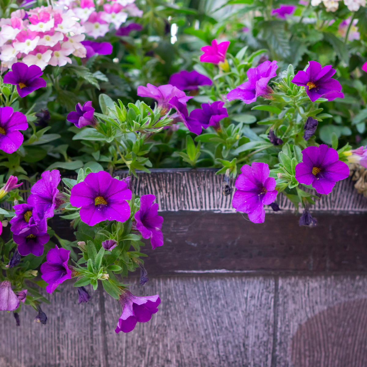 Surfinia violette - Surfinia purple - Bakker