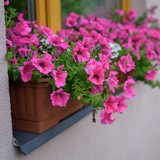 Surfinia rose - Bakker