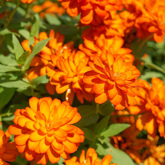 Zinnia orange - Bakker