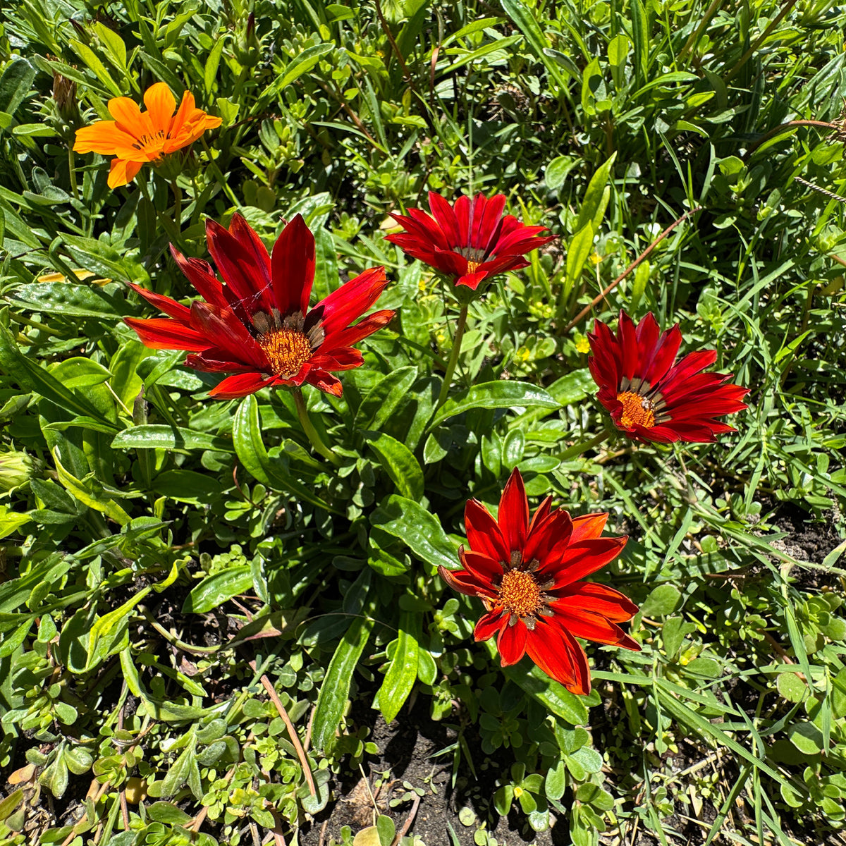 Gazania rouge - Bakker