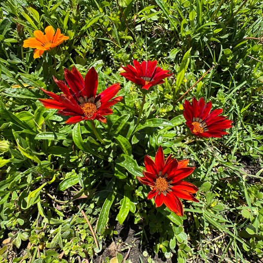 Gazania rouge - Bakker