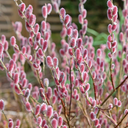 Saule à chatons roses sur tige - Bakker