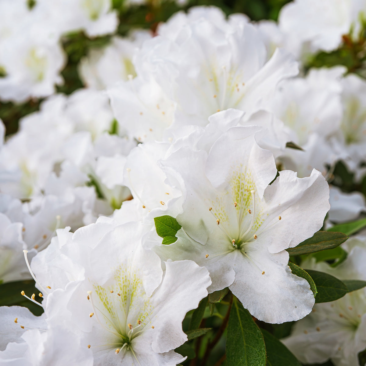 Azalée du Japon Encore White Julia - Rhododendron Encore White Julia - Bakker