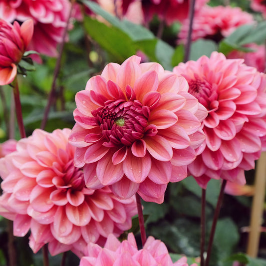 Dahlia Salmon Runner - Bakker