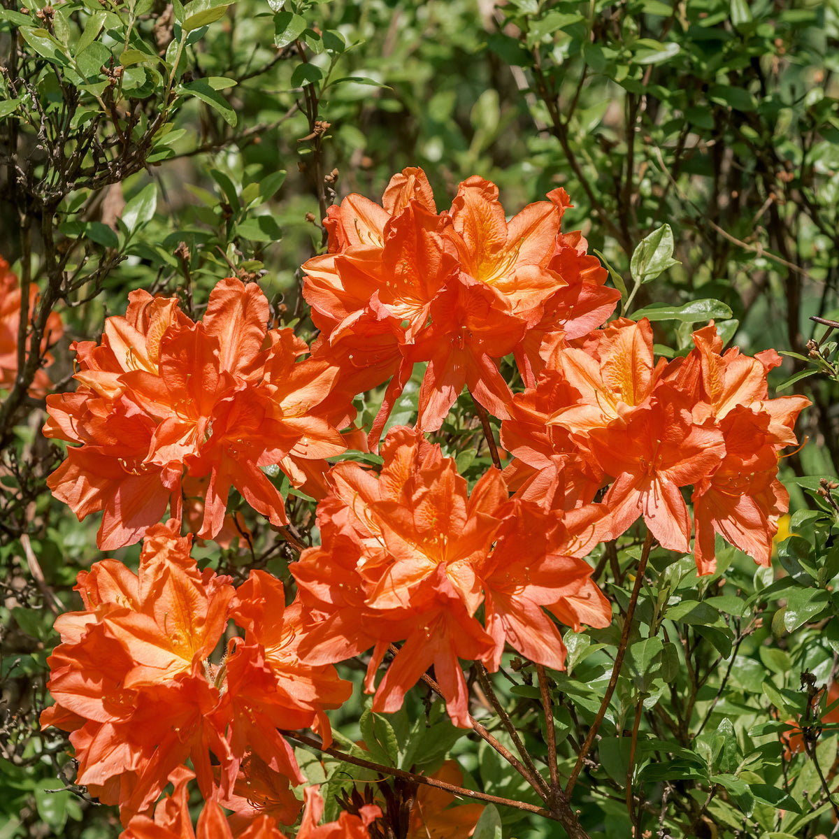 Azalées - Azalée de Chine Glowing Amber - Rhododendron (Azalea) mollis Glowing Embers