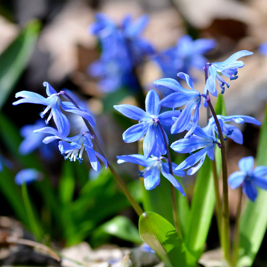Scille de Sibérie - Bakker