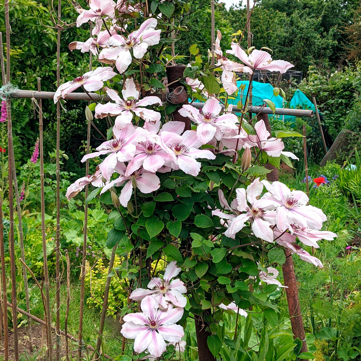 Clématite 'Nelly Moser' - Clematis 'nelly moser' - Bakker