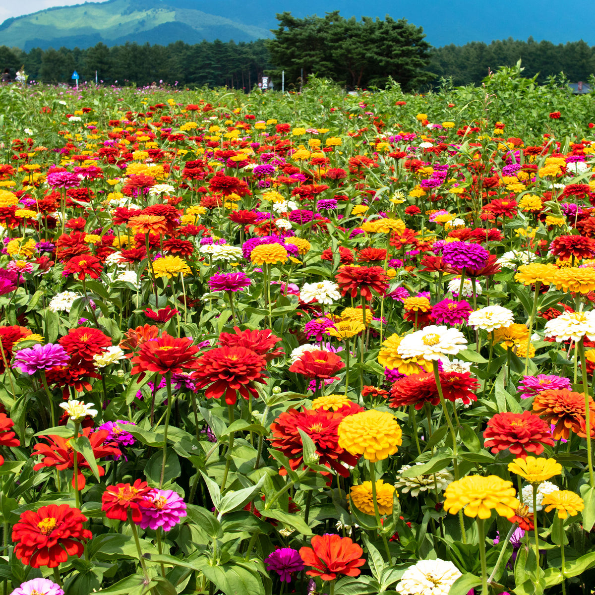 Zinnia à fleurs de dahlia en mélange - Zinnia elegans - Bakker