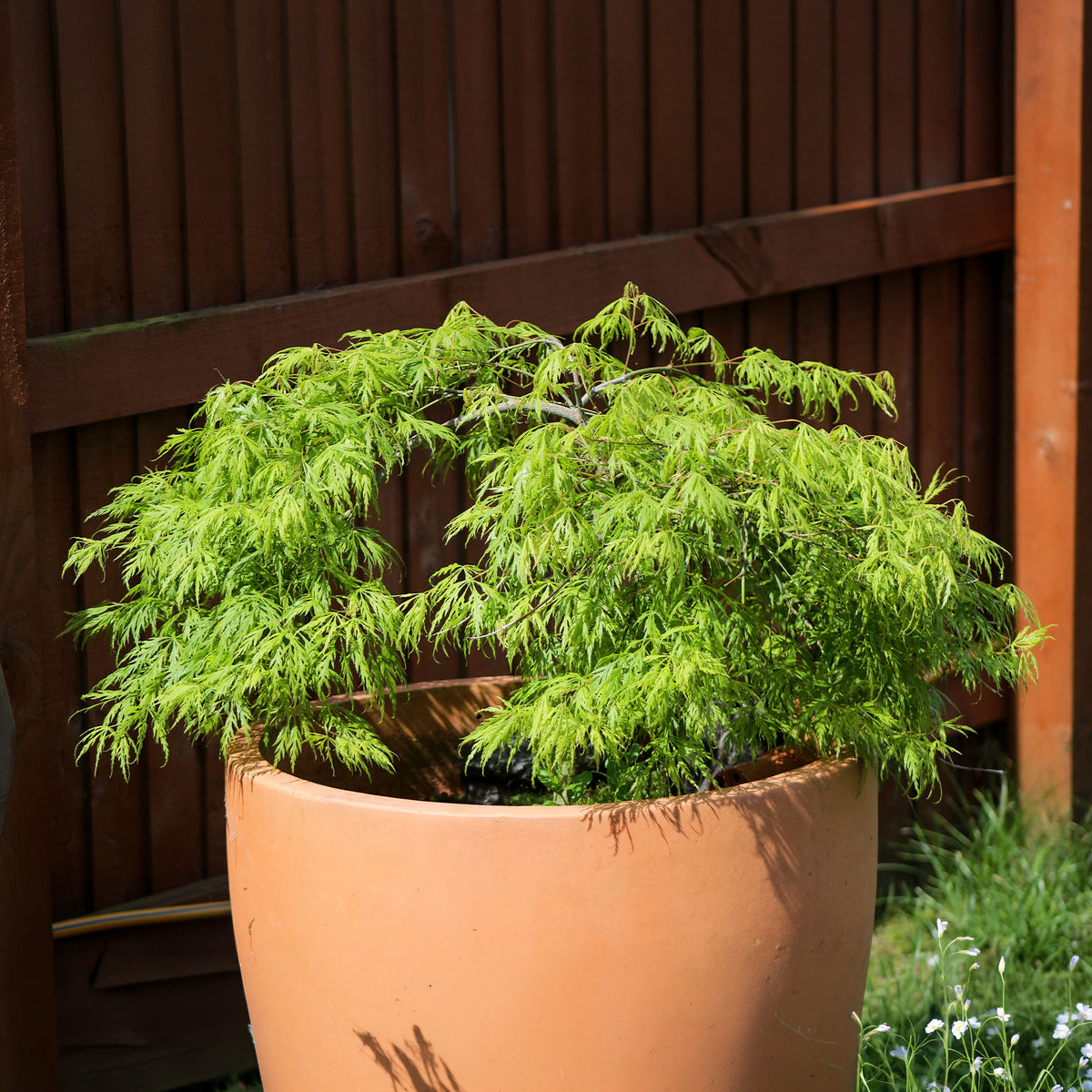 Erable japonais 'Emerald Lace' - Bakker