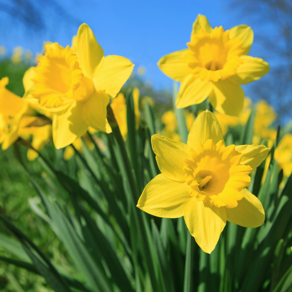 5 Narcisses Dutch Master - Narcissus 'dutch master' - Bakker