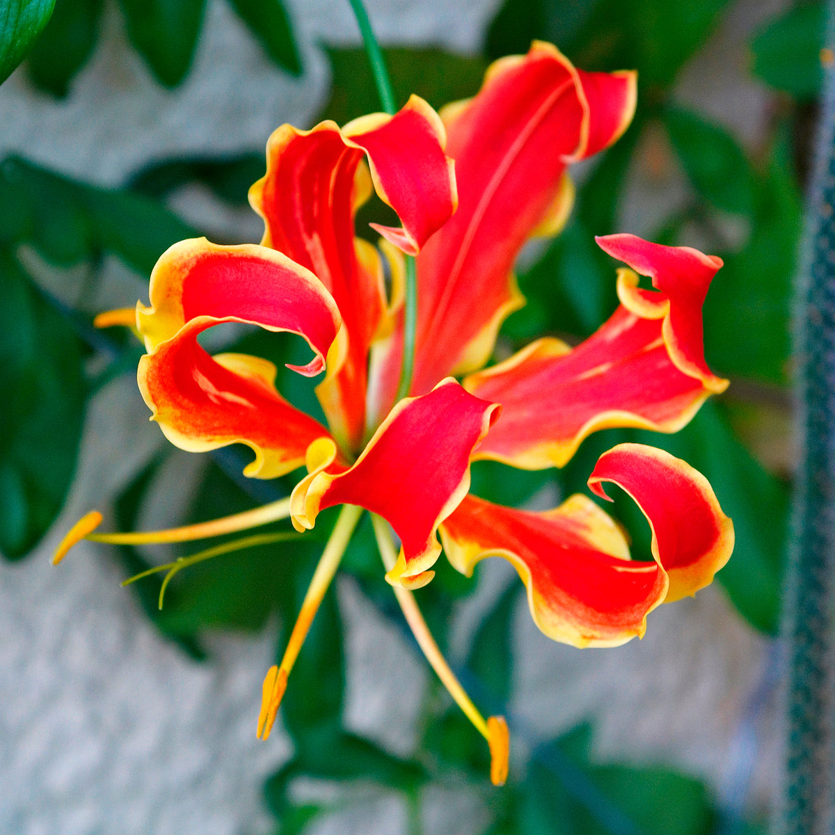 2 Gloriosas Rothschildiana - Gloriosa superba 'rothschildiana' - Bakker