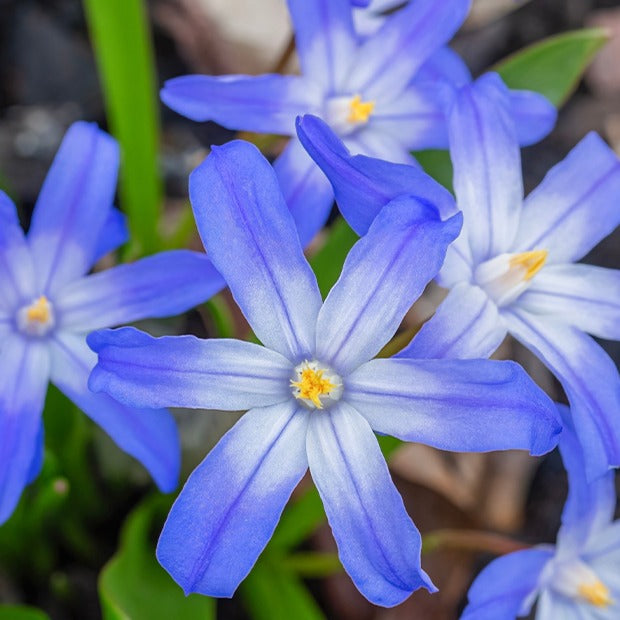 10 Gloires des neiges bleue - Chionodoxa forbesii blue giant - Bakker