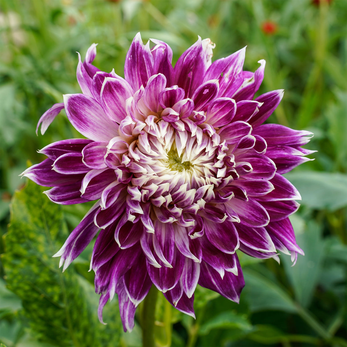 3 Dahlias à grandes fleurs Vancouver - Bakker