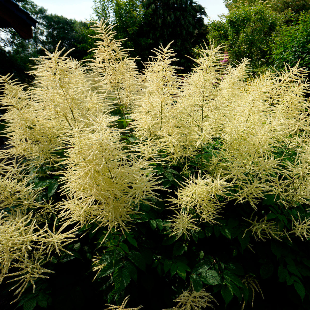 Barbe de bouc dioïques - Aruncus dioicus - Bakker