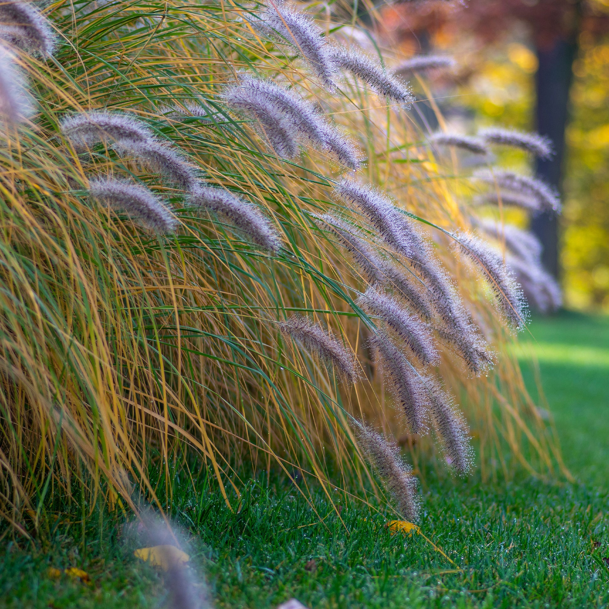 Vente Herbe aux écouvillons 'Hameln' - Pennisetum alopecuroides Hameln