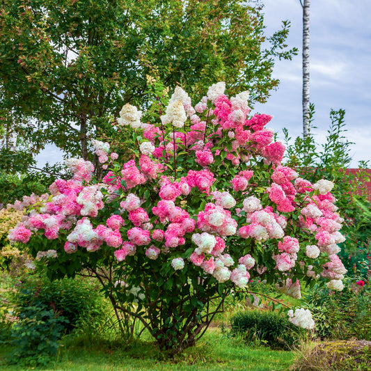 Hortensia paniculé 'Vanille Fraise' - Bakker