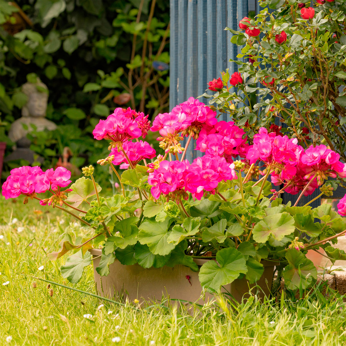 Pelargonium zonale - Géranium zonale rose - Géranium - Pélargonium