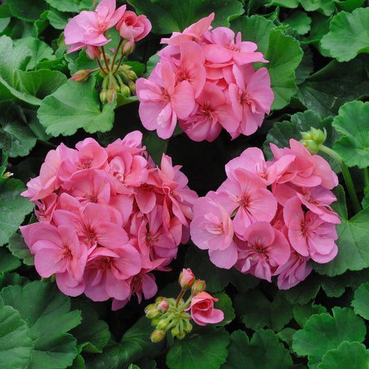Géranium zonale rose - Bakker