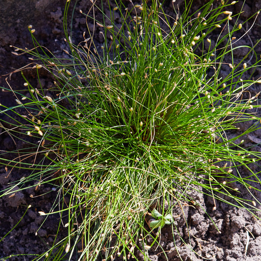 Scirpe infléchi Herbe fibre optique - Bakker