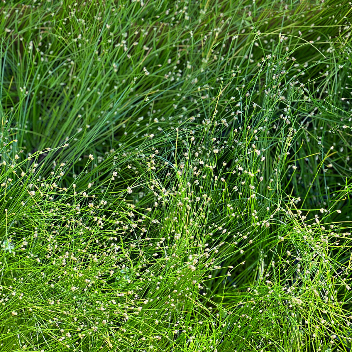 Scirpe infléchi Herbe fibre optique - Isolepis cernua - Bakker