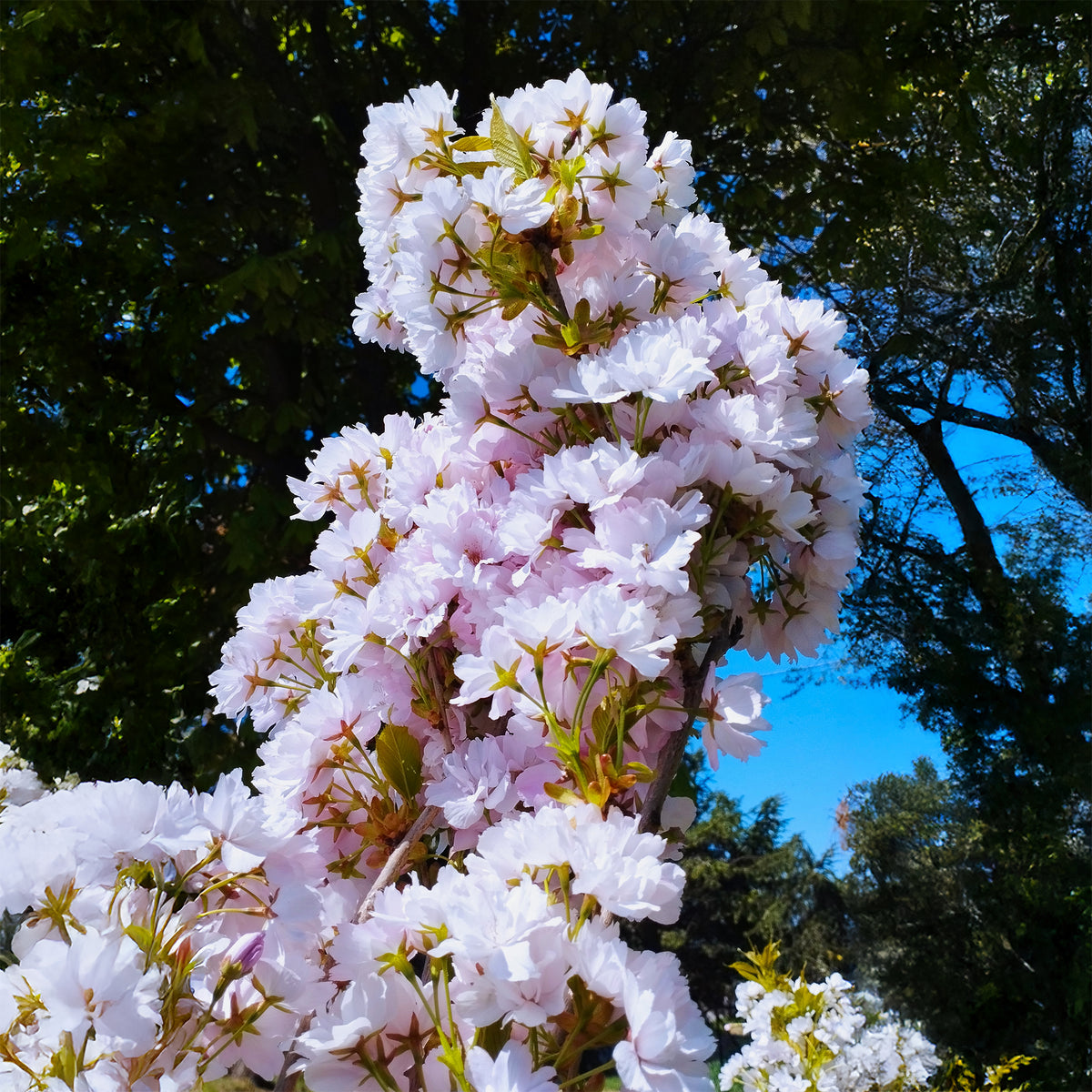 Prunus serrulata amanogawa - Cerisier du Japon 'Amanogawa' - Cerisiers du Japon