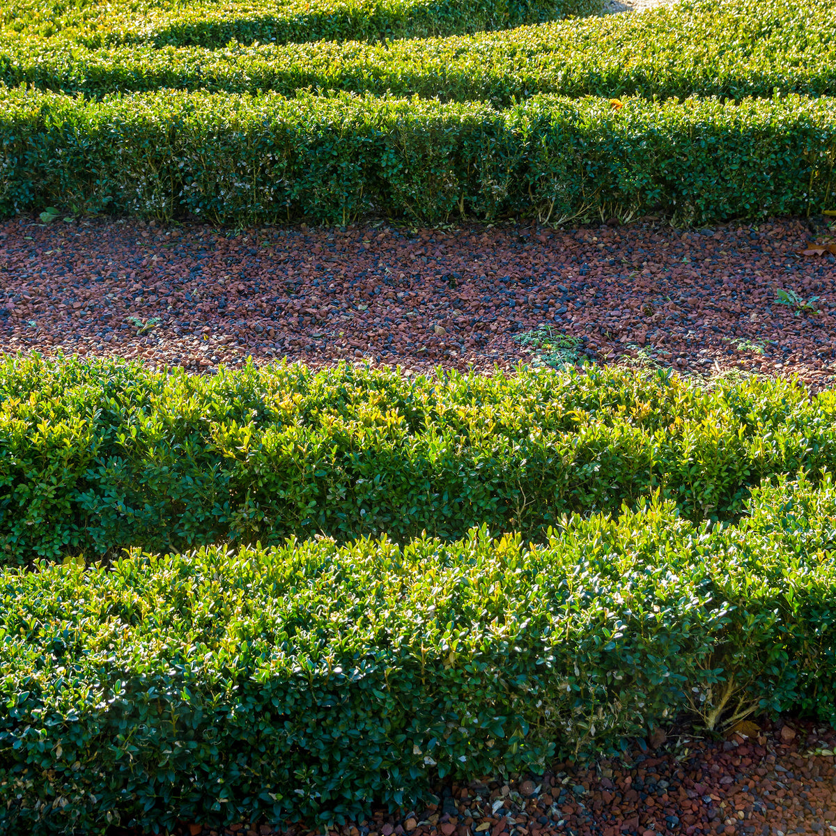 Vente Buxus sempervirens - Buis commun