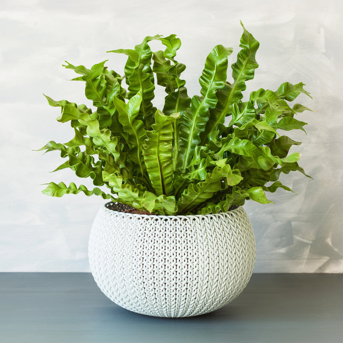Asplénie nid-d'oiseau Asplenium 'Crispy Wave' - Asplenium nidus crispy wave - Bakker