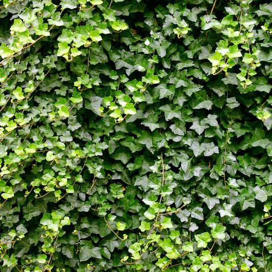 Lierre grimpant - Lierre commun - Bakker