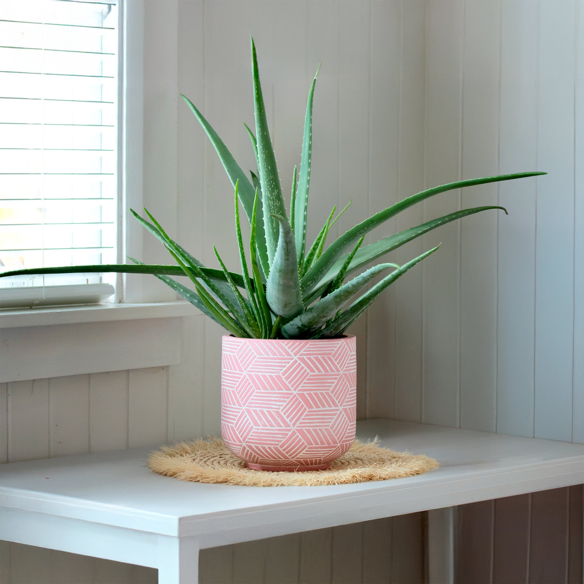 aloe vera plante bienfaits dans la maison Aloe vera