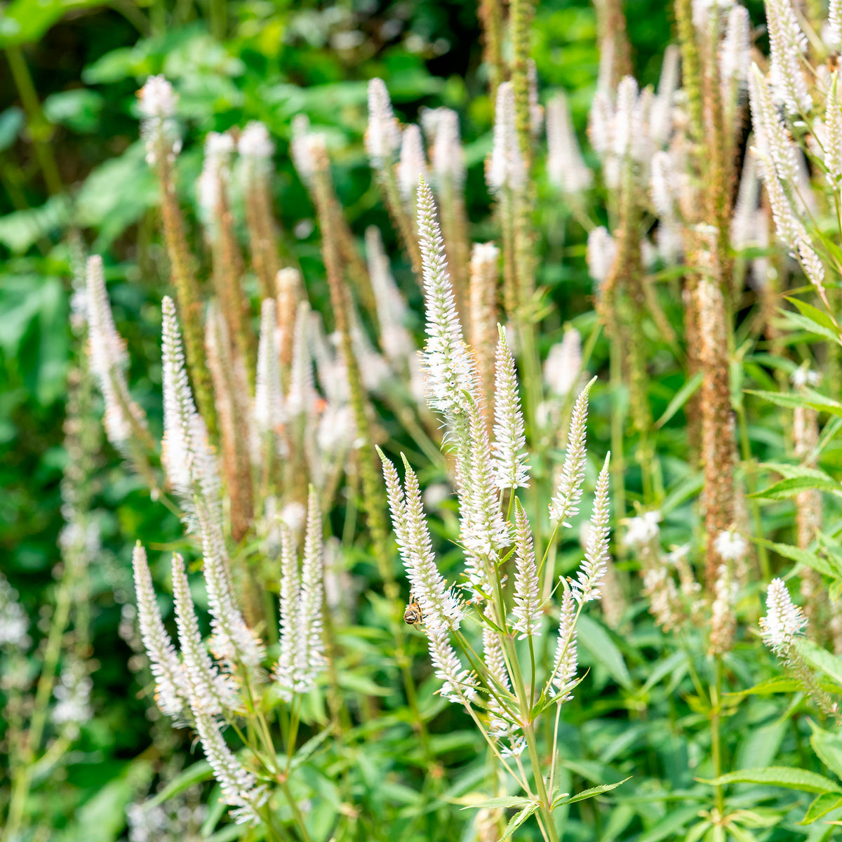 Panicum virgatum,Sesleria autumnalis, Allium sphaerocephalon,Veronicastrum virginicum, Sanguisorba officinalis - 5 Vivaces pour prairie fleurie - Plantes vivaces