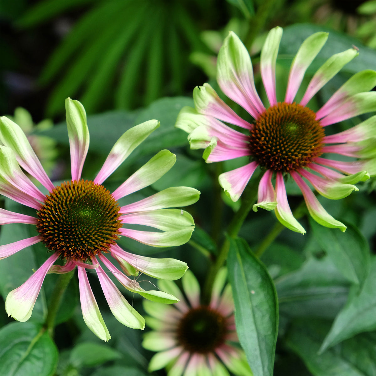 Échinacée pourpre Green Twister - Echinacea purpurea Green Twister - Bakker