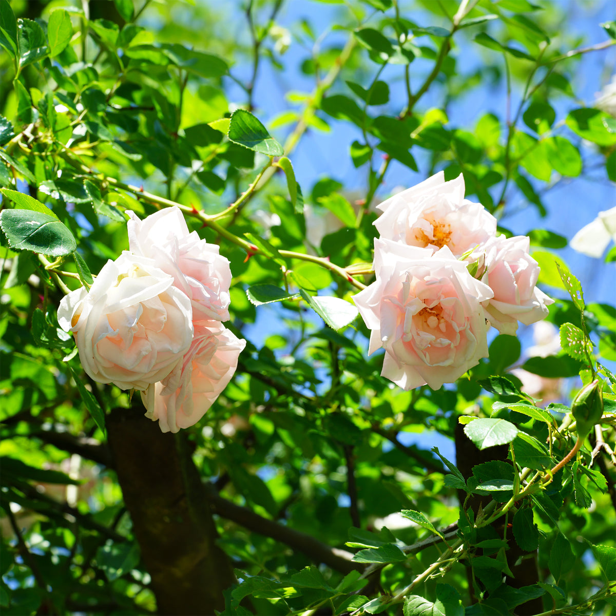 Rosier grimpant 'New Dawn' - Rosa new dawn - Bakker