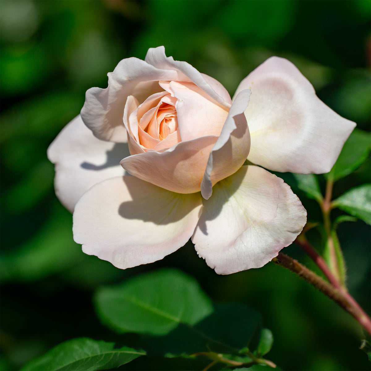 Rosa new dawn - Rosier grimpant 'New Dawn' - Rosiers grimpants