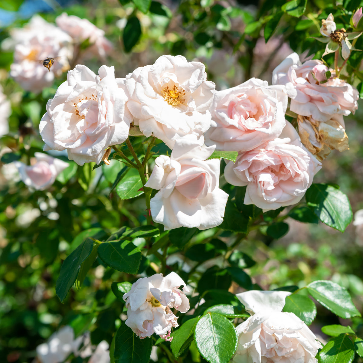 Rosier grimpant 'New Dawn' - Bakker