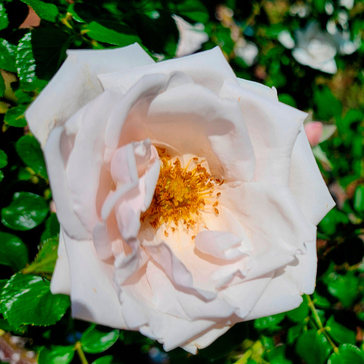 Rosiers grimpants - Rosier grimpant 'New Dawn' - Rosa new dawn