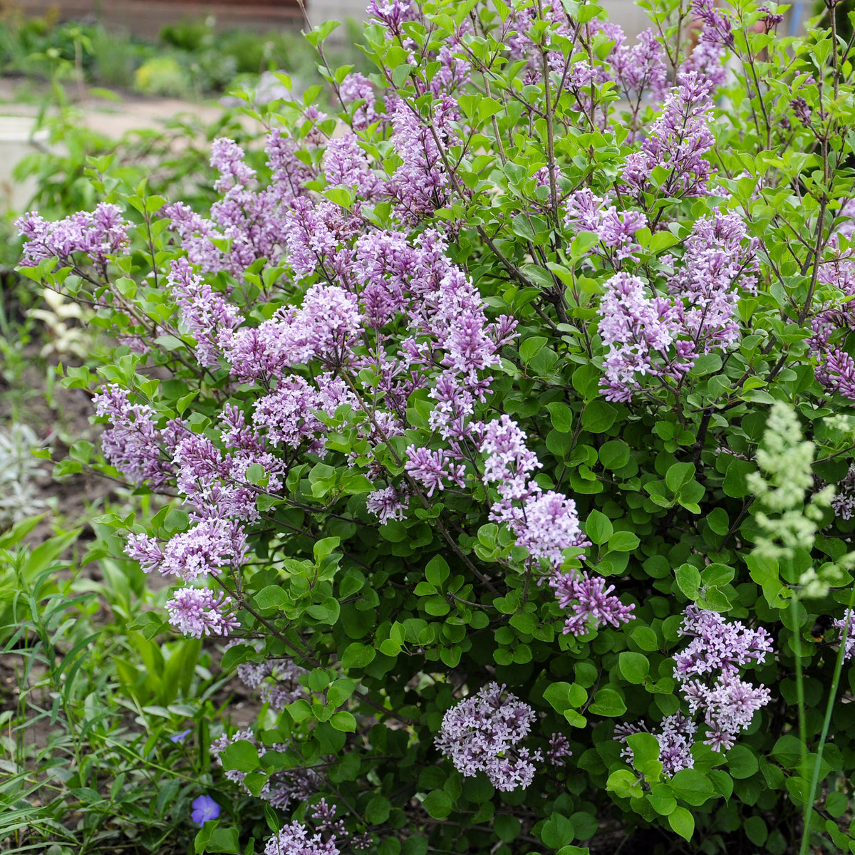 Lilas - Lilas nain 'Dark Purple' - Syringa pubescens microphylla Bloomerang Dark Purple