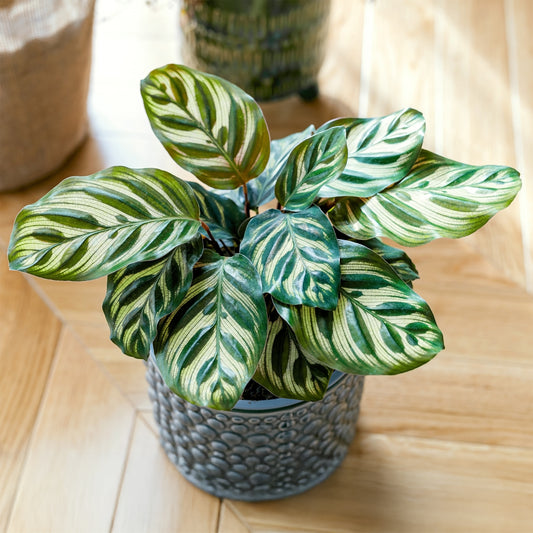Calathea makoyana