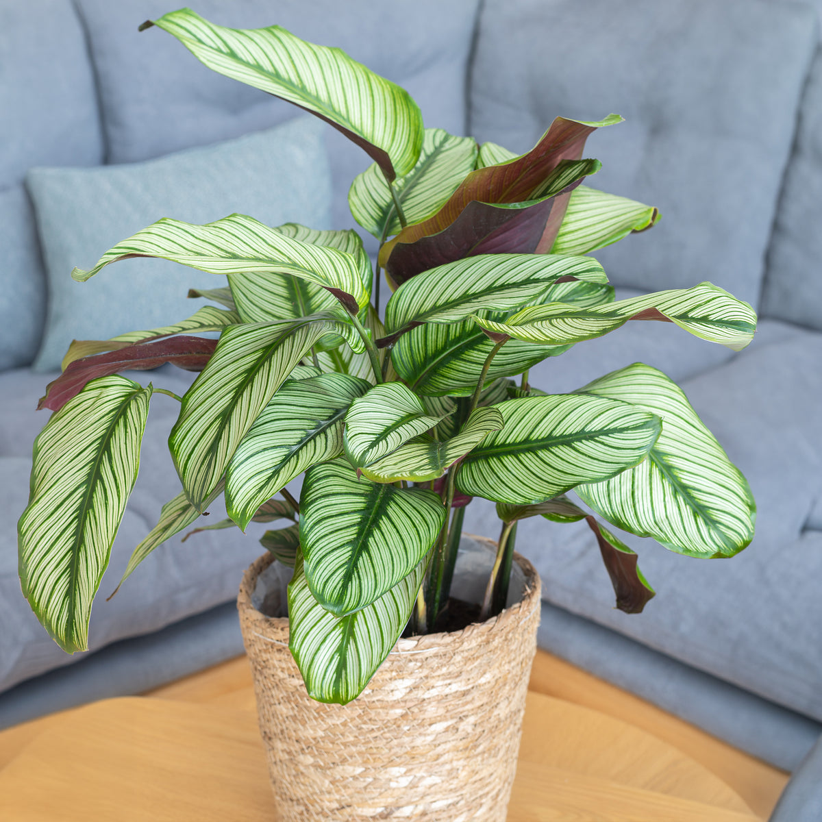 Plante de l'ombre Calathea 'White Star' vert-blanc-rose