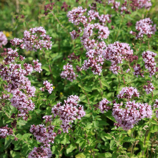 Origan commun - Bakker