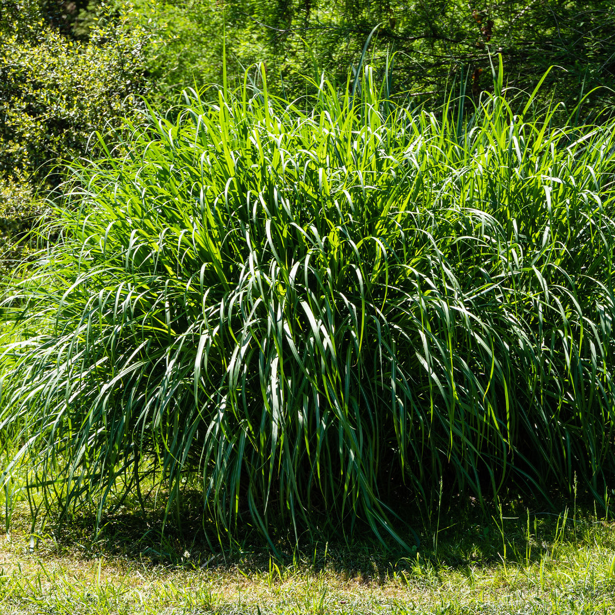 Vente Roseau de Chine 'Gracillimus'
