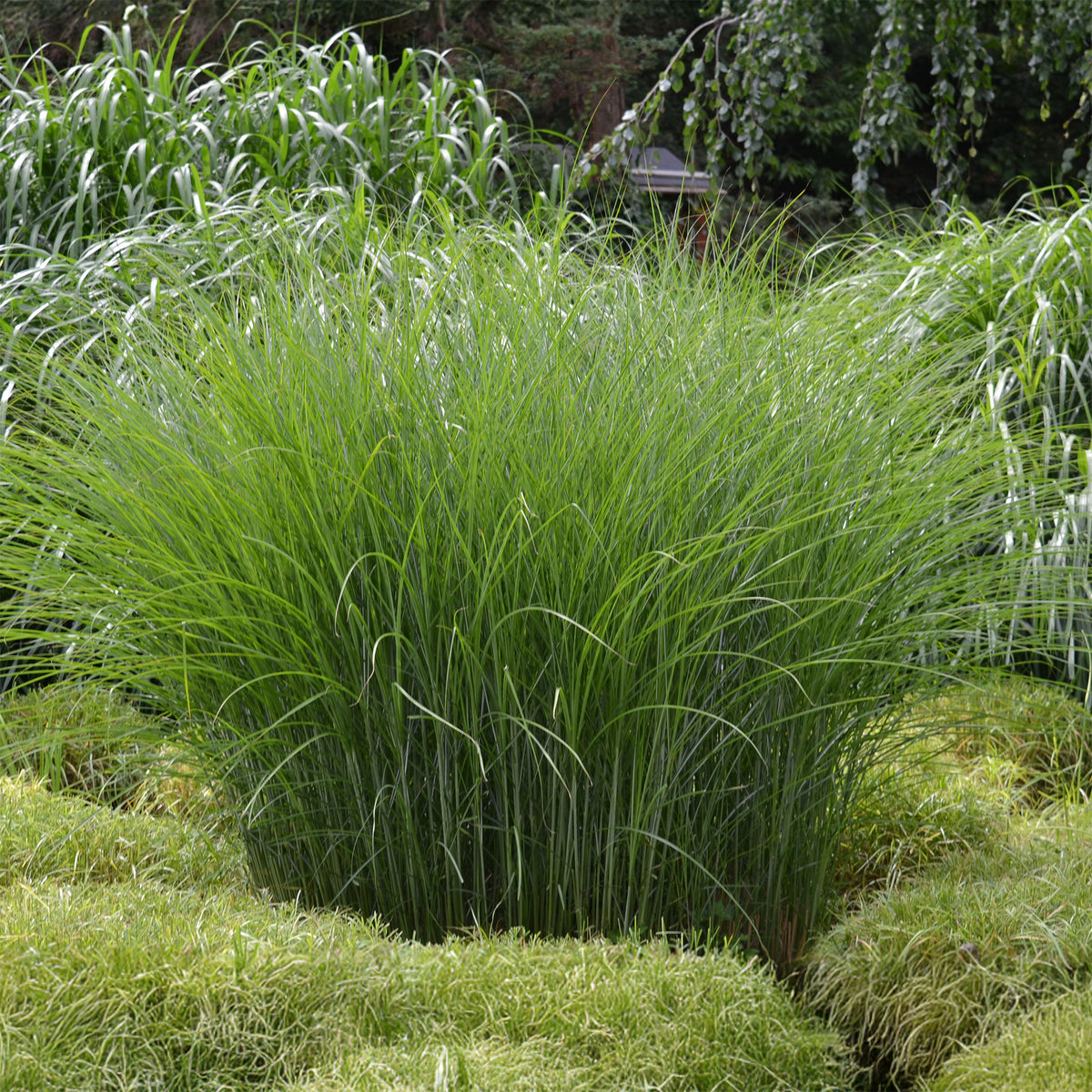 Roseau de Chine 'Gracillimus' - Bakker