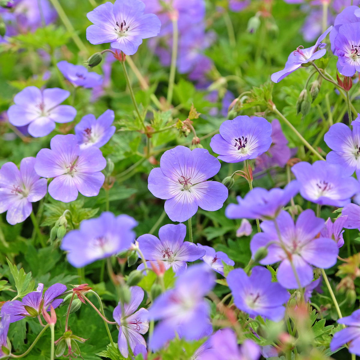 Geranium gerwat rozanne - Bec de grue Geranium 'Rozanne' - Géraniums