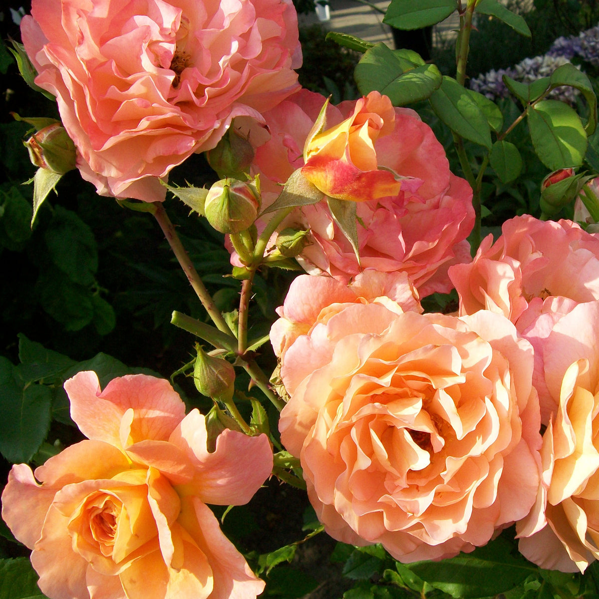 Rosa augusta louise - Rosier à grandes fleurs 'Augusta Louise' - Rosiers à grandes fleurs