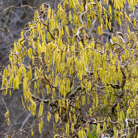Noisetier tortueux 'Contorta' - Bakker