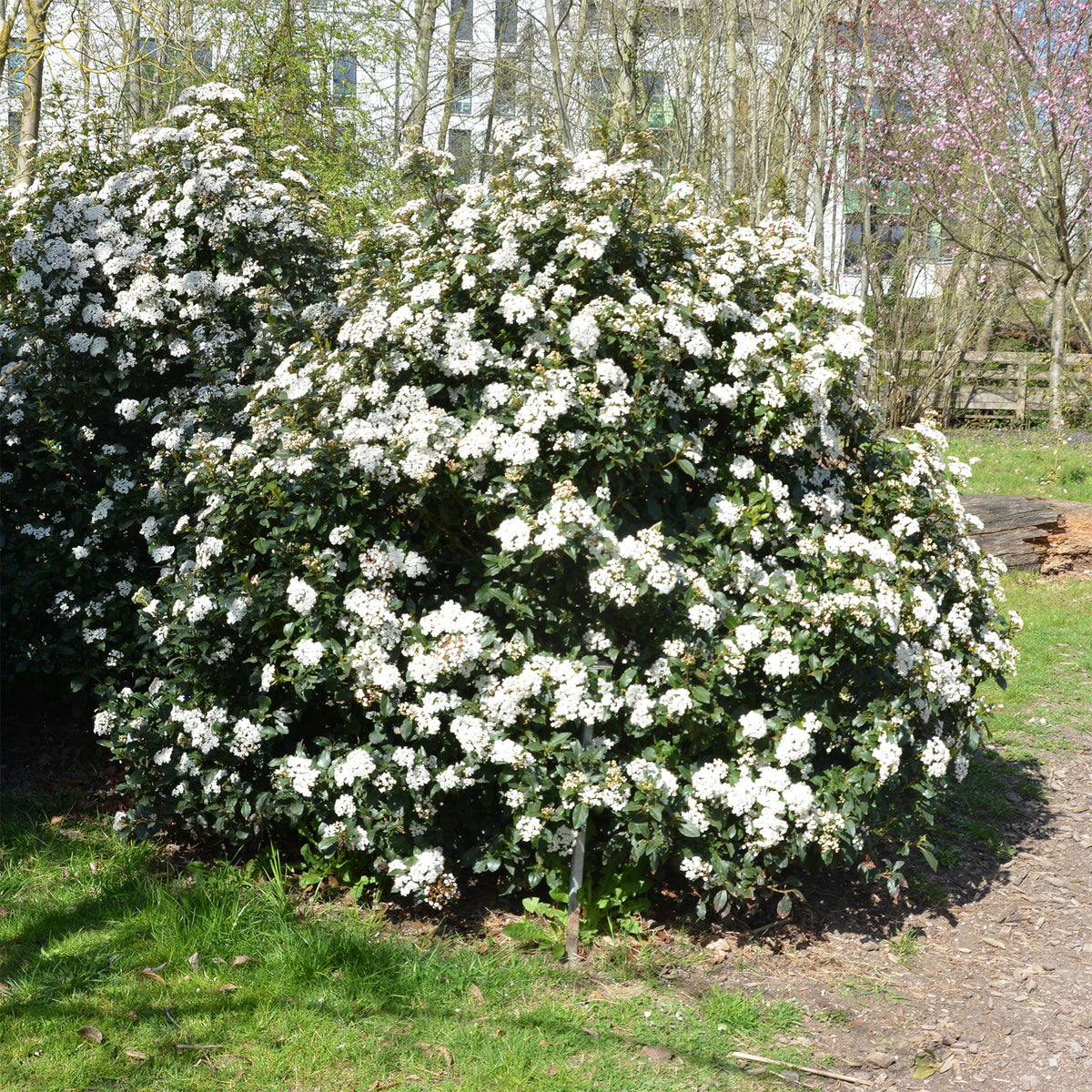 Viornes - Viorne tin - Viburnum tinus