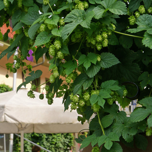 Houblon Magnum - Bakker