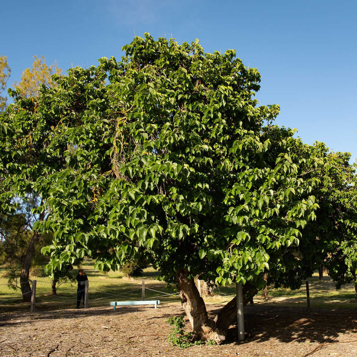 Morus acidosa Mulle - Mûrier de Corée 'Mulle' - Arbres fruitiers