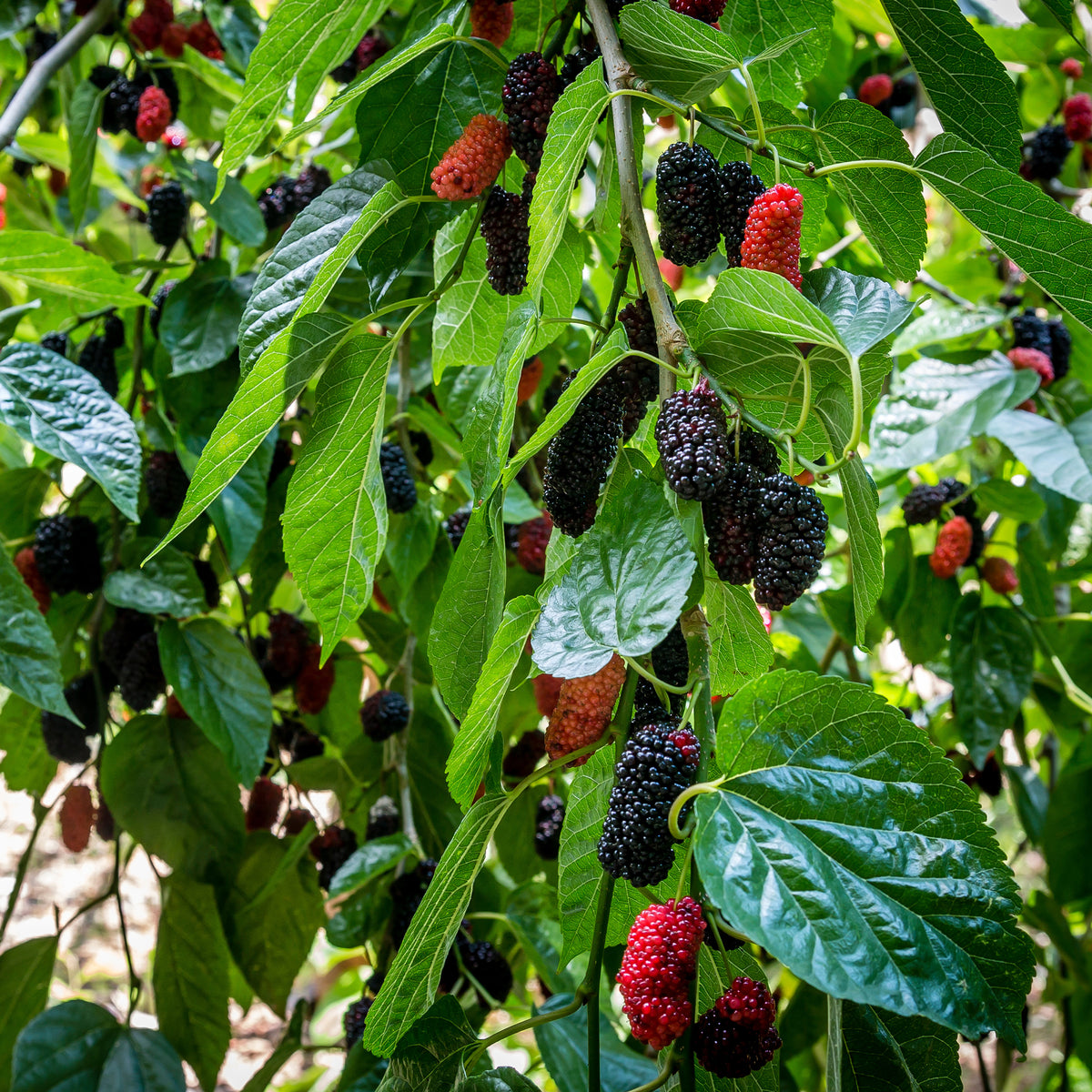 Vente Mûrier de Corée 'Mulle'