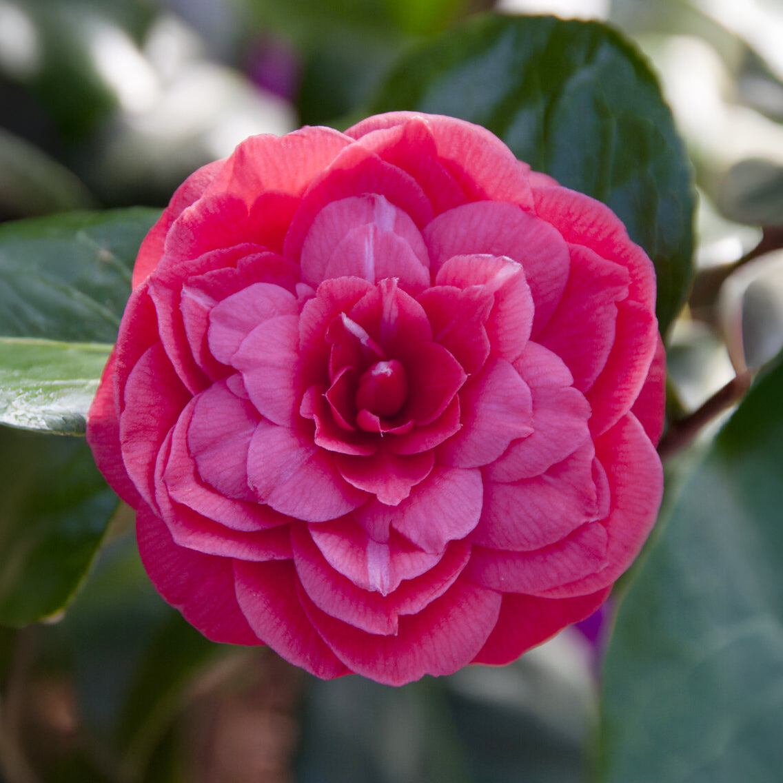 Camélia du Japon 'Principessa Bacioccho' - Camellia japonica Principessa Baciocchi - Bakker